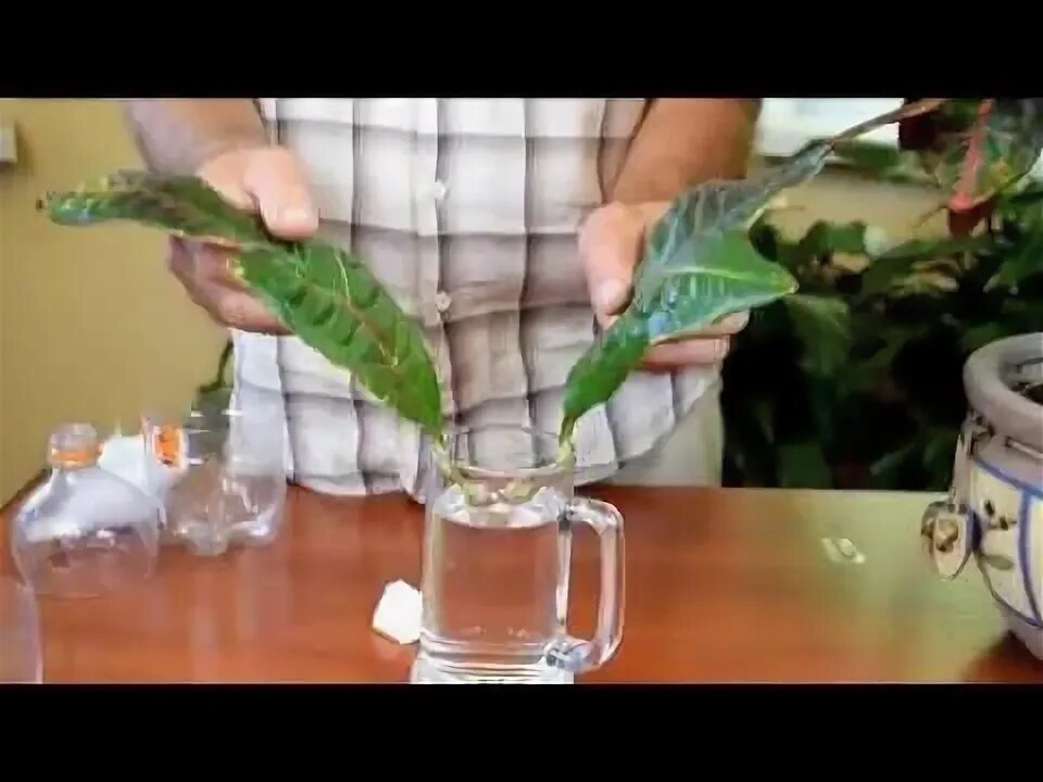 Можно размножить кротон листом. Кротон размножение листом. кодиеум кротон размножение листом. черенок кротона. кротон размножение черенками.