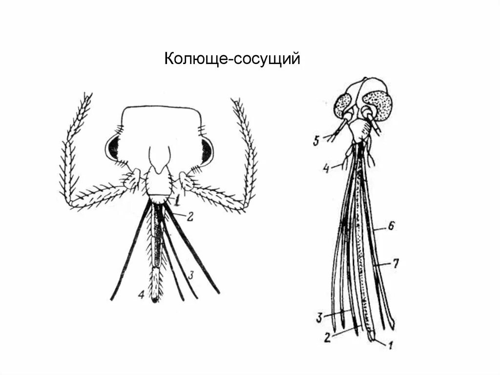 Строение колюще-сосущего ротового аппарата постельного клопа. Колюще-сосущий ротовой аппарат клопа. Колюще-сосущий ротовой аппарат клопа строение. Строение сосущего ротового аппарата.