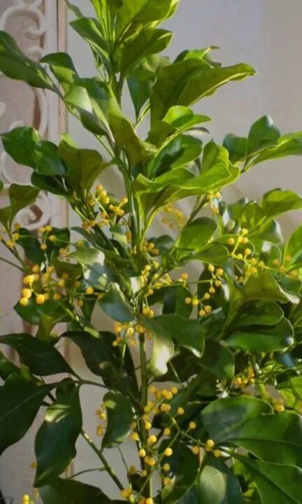 Куплена душистая фото. Резеда растение. Reseda odorata. Резеда душистая. Резеда белая.