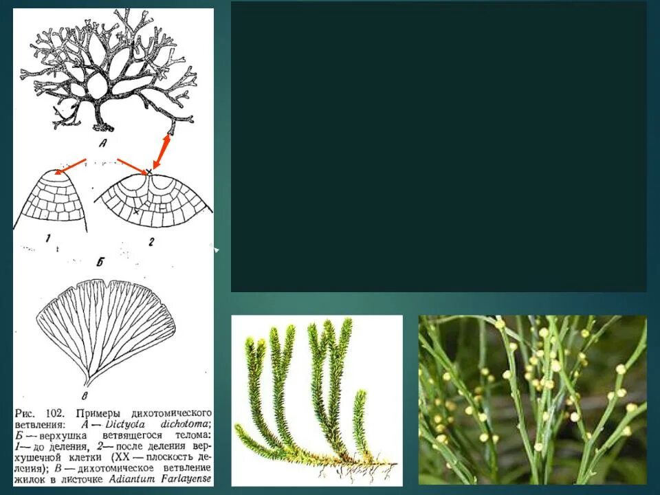 Нарастание растений. Дихотомическое ветвление побега плауны. Дихотомическое нарастание побегов. Дихотомическое ветвление таллома. Дихотомическое строение побега.