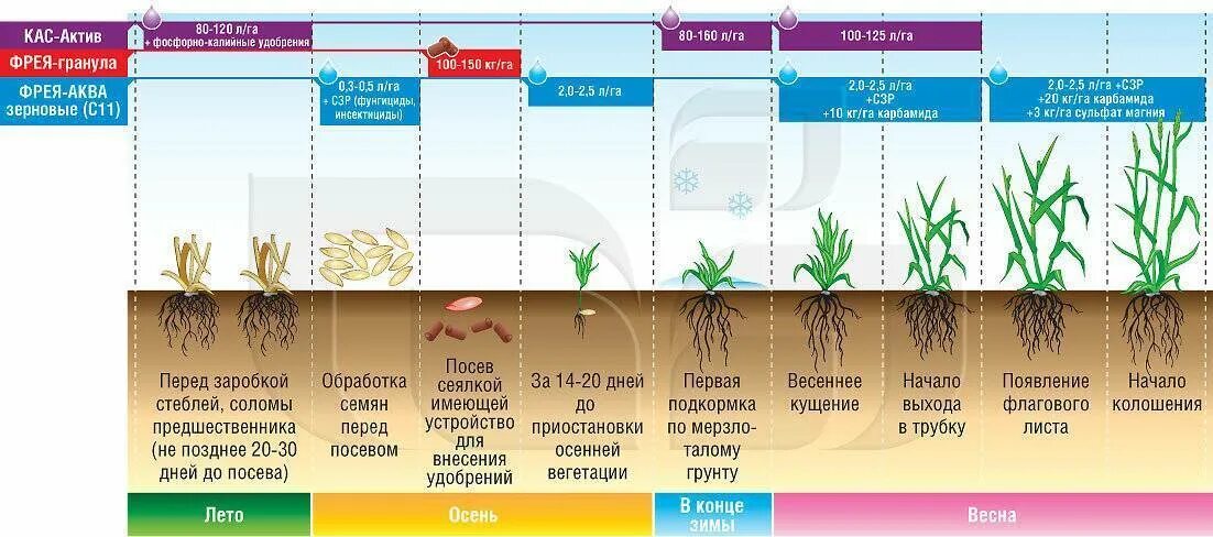 Признаки вегетации. Норма внесения карбамида для подкормки озимой пшеницы. Подкормка зерновых культур карбамидом норма. Схема подкормки озимой пшеницы мочевиной. Листовая подкормка пшеницы карбамидом.