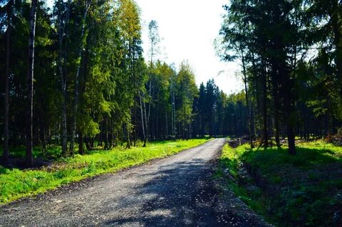 Дмитровские леса