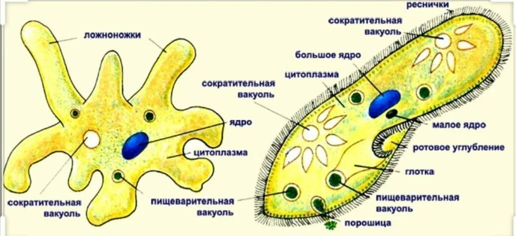 Клетка простейших состоит. Амёба обыкновенная 5 класс биология. Строение простейшего амёбы. Протисты строение клетки. Пищеварительная вакуоль у амебы обыкновенной.