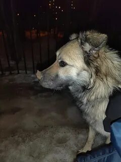 Собаки зеленоград