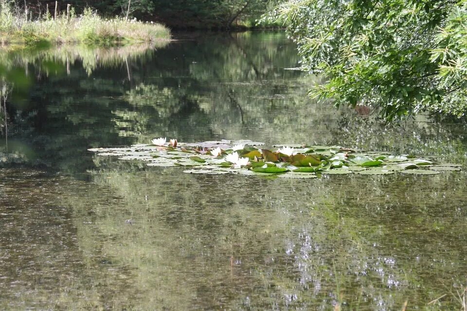 Дикие водоемы. Дикие водоемы. Растения и животные пруда. Пруд дикий. Утки на болоте.