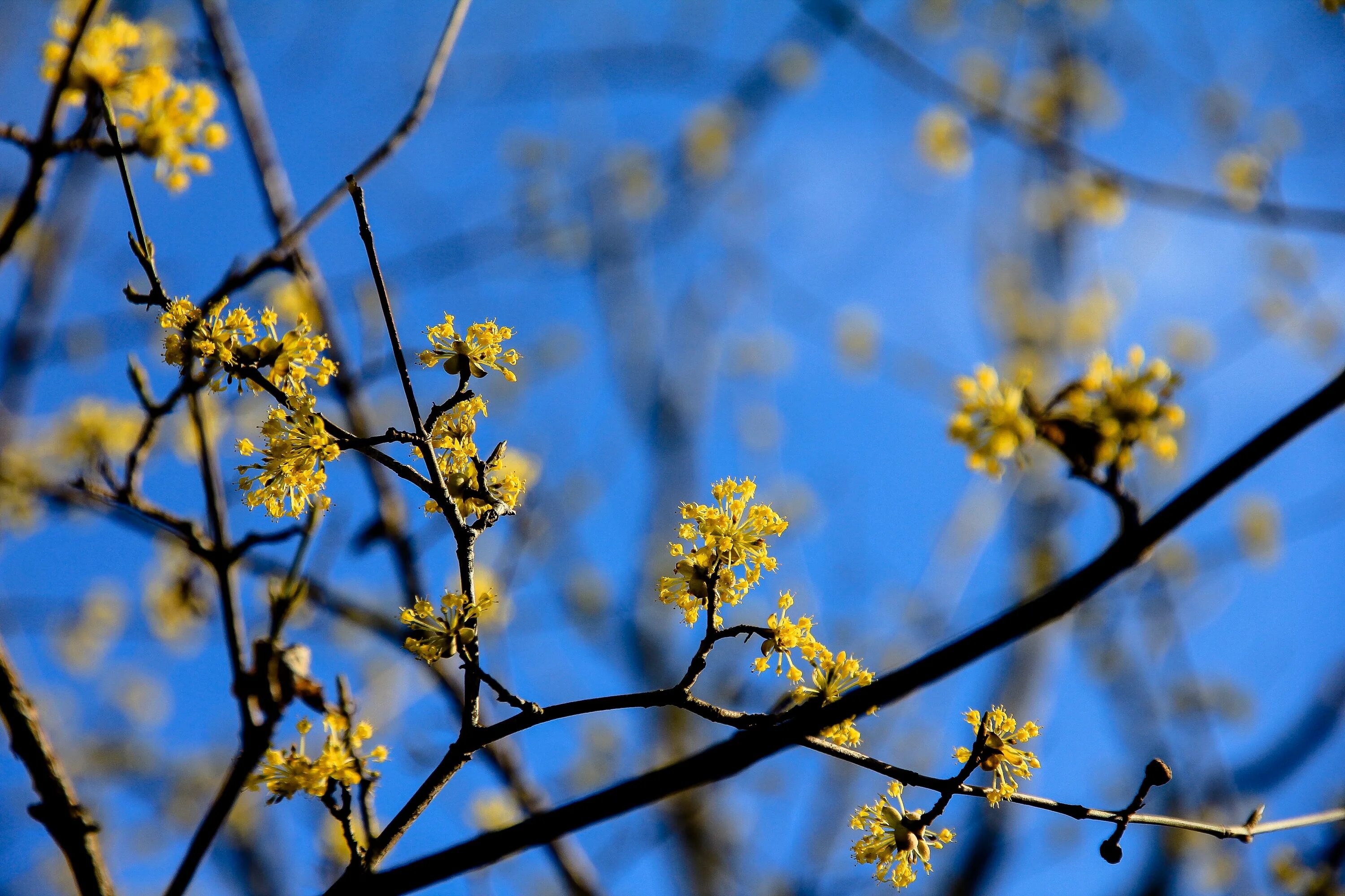 Дерево весной название цветет. Дерево с желтыми цветочками. Дерево цветет желтым весной. Деревья цветущие желтыми цветами. Желтое Весеннее дерево.
