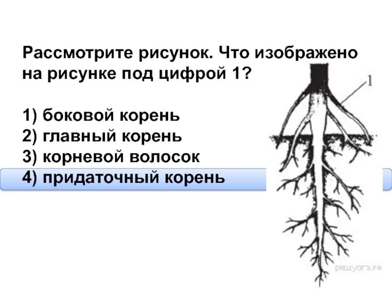 Придаточные корни какие побеги. Придаточные боковые и главный корень. Главный корень боковой корень придаточный корень. Рассмотрите рисунок. Что изображено на рисунке под цифрой 1?. Боковой корень главный корень корневой волосок придаточный корень.