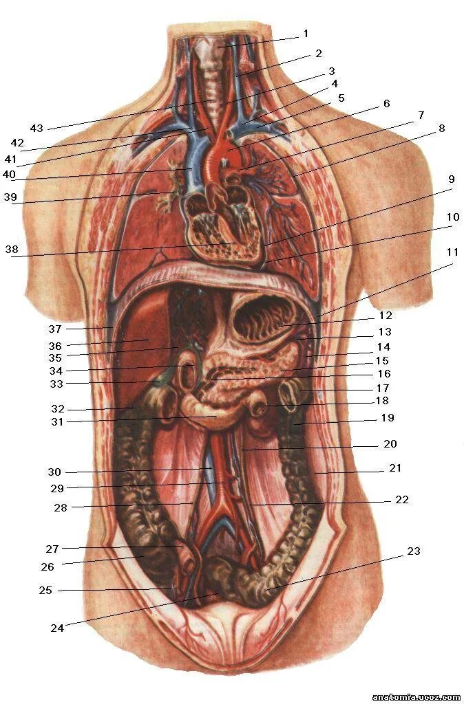 Анатомия человека расположение органов