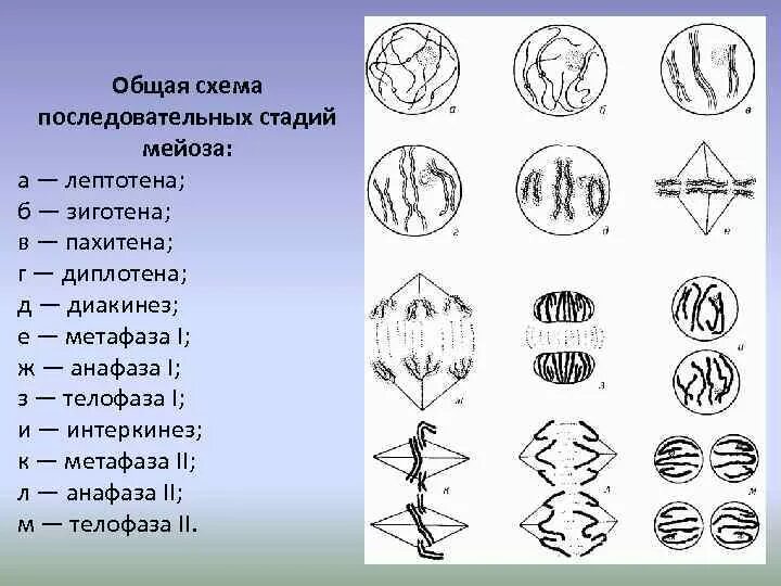 Мейоз 1 лептотена зиготена пахитена. Диплотена диакинез. Мейоз лептотена зиготена пахитена диплотена диакинез. Последовательные стадии мейоза. Каким номером на схеме обозначено мейотическое