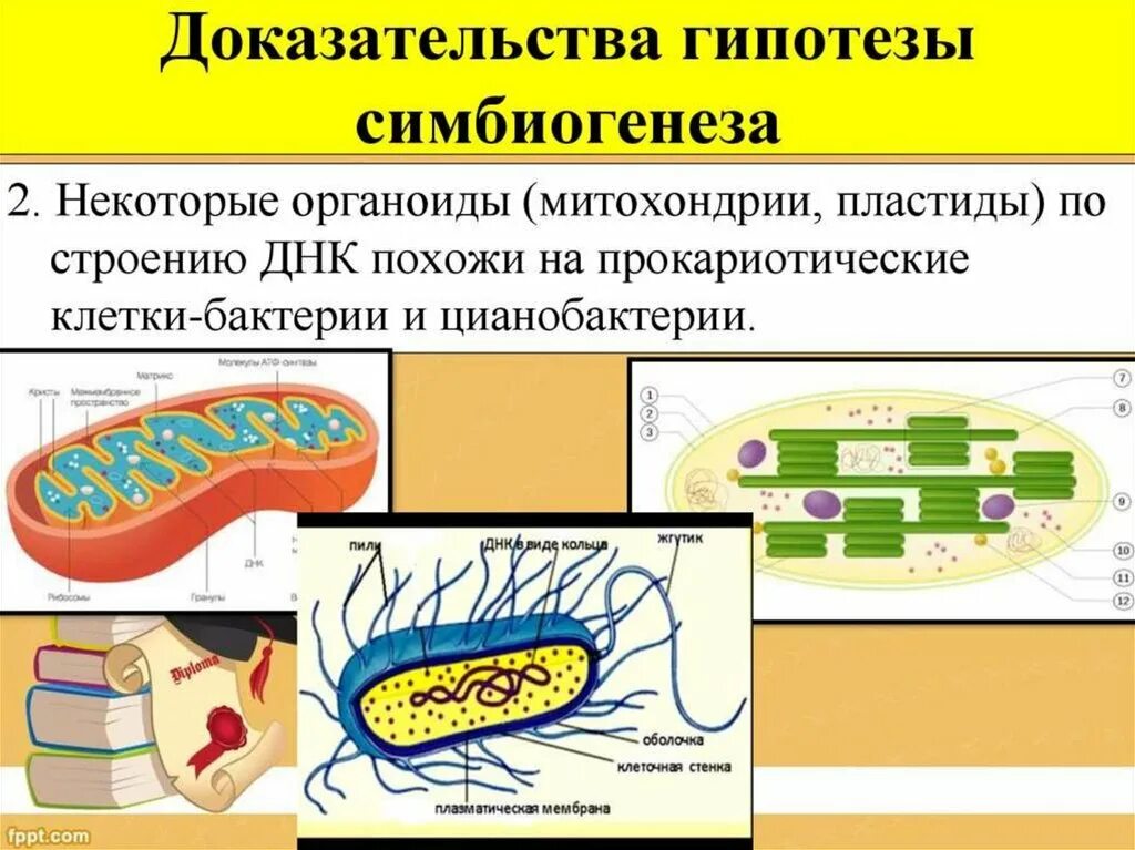 Признаки митохондрий и хлоропластов. Гипотеза симбиогенеза доказательство. Симбиотическая теория происхождения органелл. Доказательства теории симбиогенеза. Происхождение митохондрий и хлоропластов.