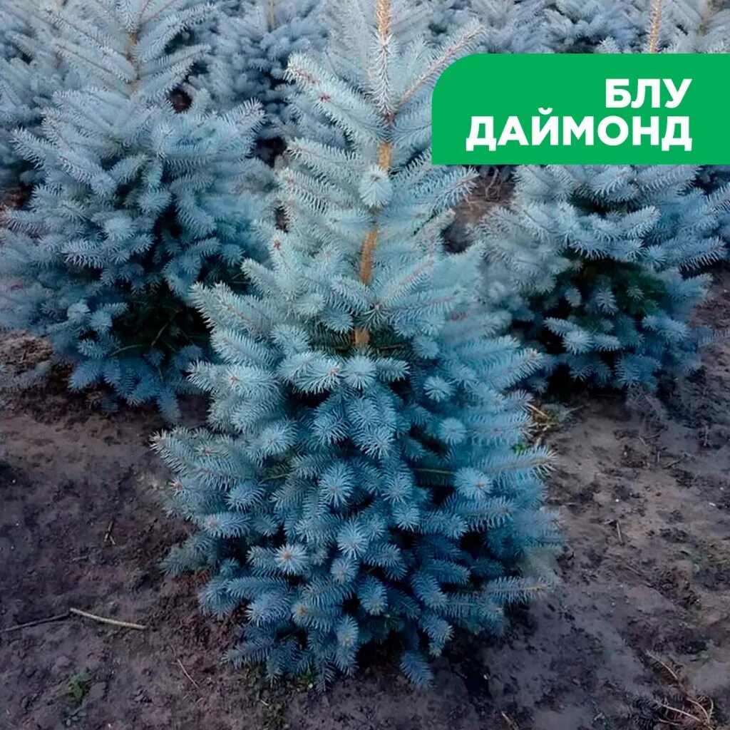 Тюльпан блю даймонд. Ель колючая блю диамонд. Ель колючая блю даймонд. Блю даймонд. Блю даймонд.