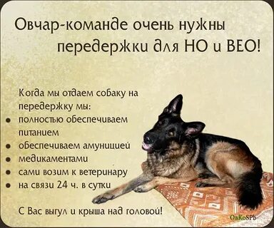 Отдать собаку на передержку