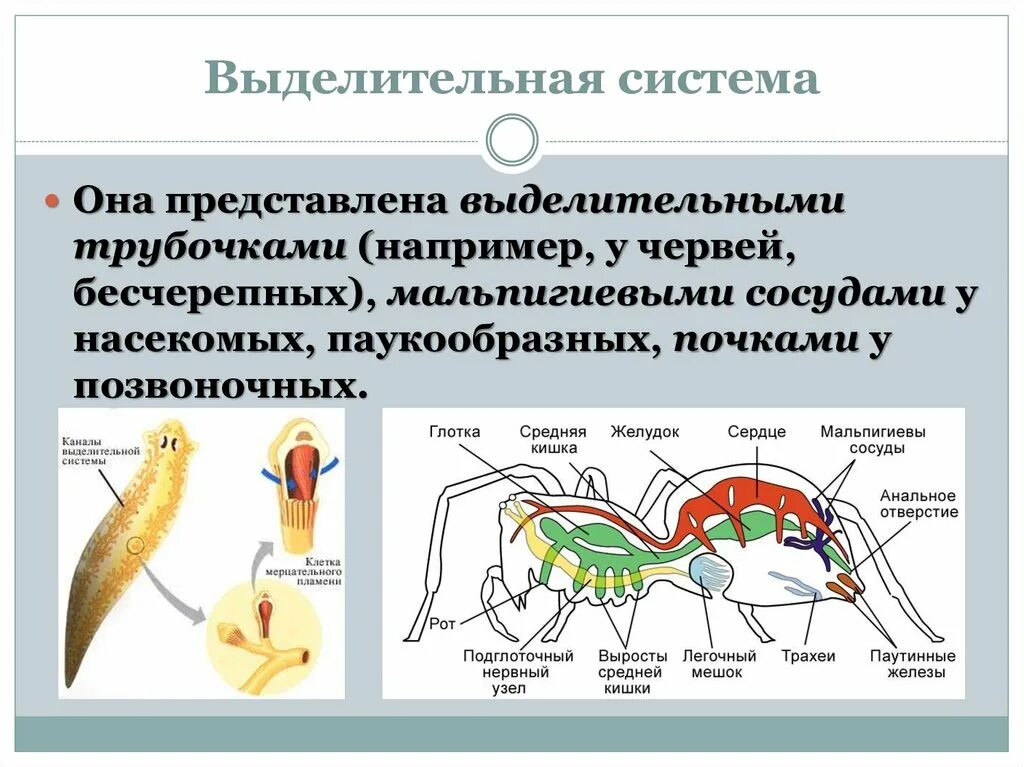 Развитие систем органов у червей. Выделительная система животных Рохлов. Таблица по биологии 6 класс выделительная система животных. Эволюция выделительной системы схема. Строение выделительной системы животных.