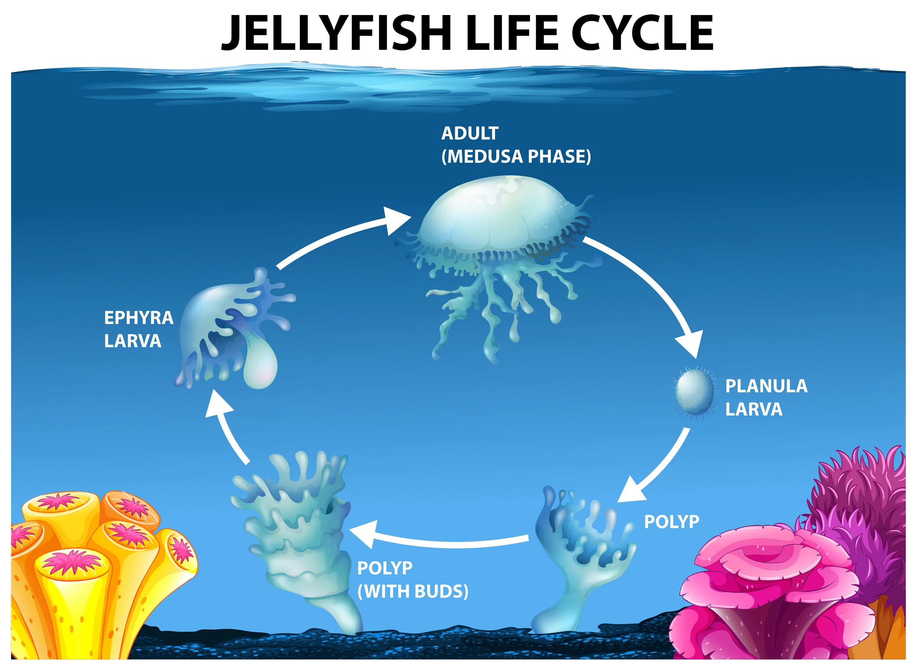 Планула медузы. Жизненный цикл медузы. Жизненный цикл медузы планула. Развитие медузы схема.