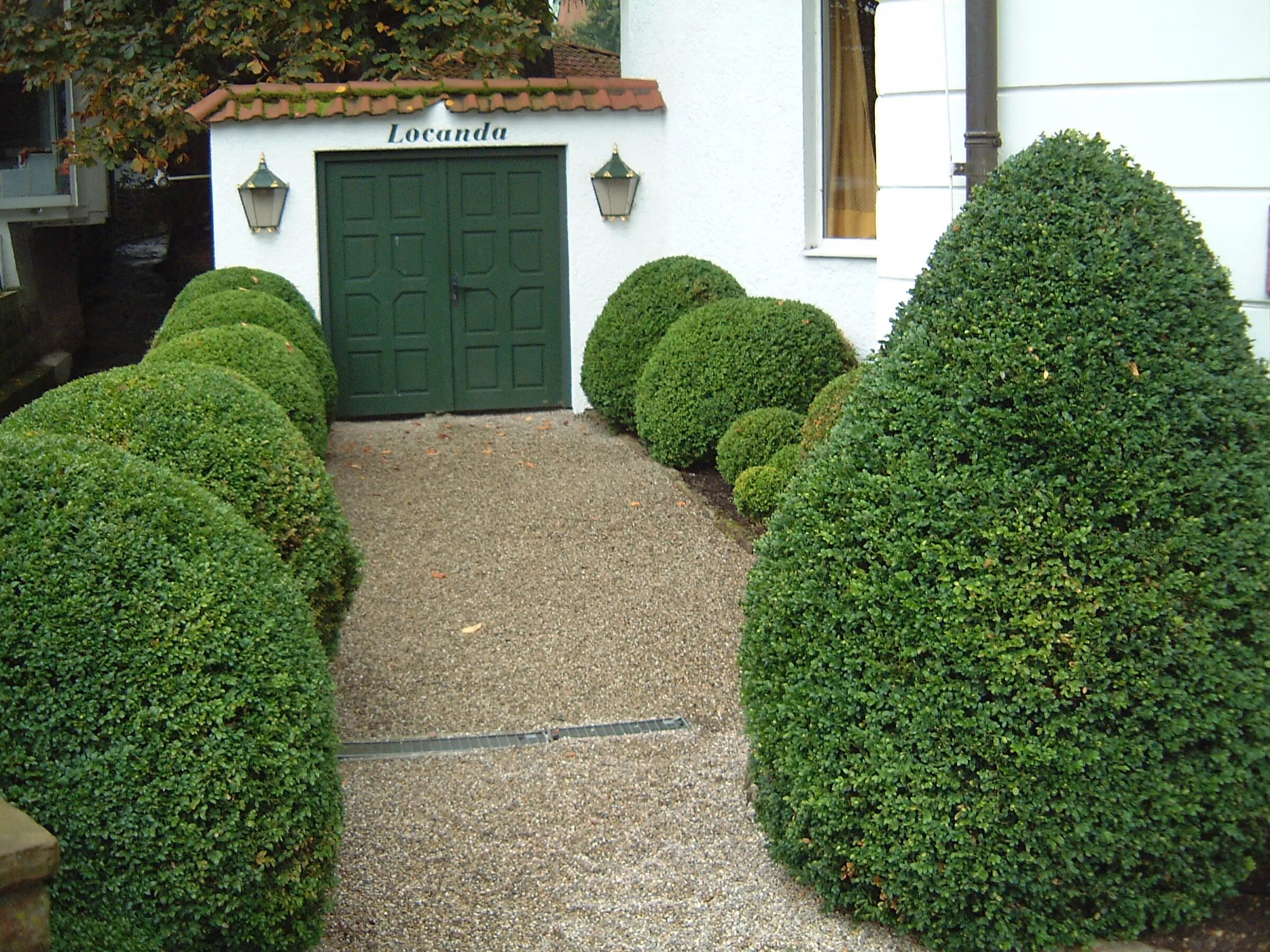 Самшит Buxus. Самшит вечнозеленый Элеганс. Самшит вечнозеленый шаровидный. Самшит Арборесценс.