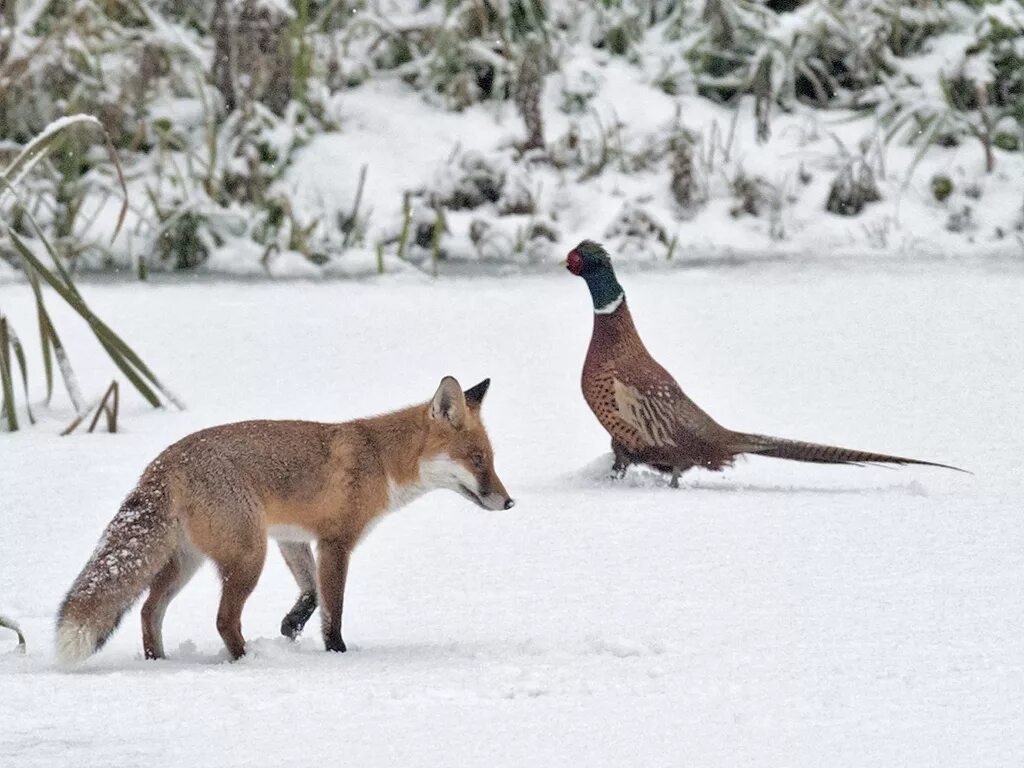 Фазаны и звери зимой. Фото лисы, фазан. Как охотится лиса. Лиса и фазан, фото. Fox cock