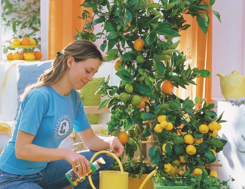 Сколько растет мандарин. Цитрус (комнатное растение) лимон Мейера. Цитрус (комнатное растение) лимон Лунарио. Цитрус лимон дерево. Цитрус мандарин комнатный.