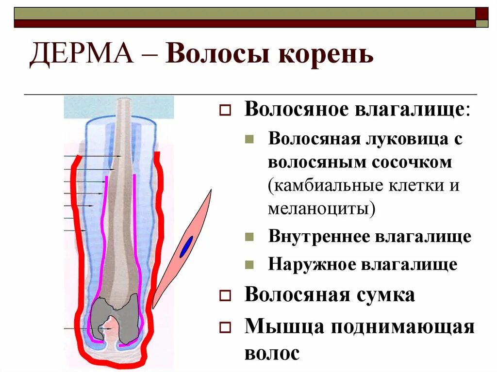 Корень луковица волоса. Строение корня волоса. Строение волосяного фолликула. Структура волоса. Строение волоса и волосяного фолликула.