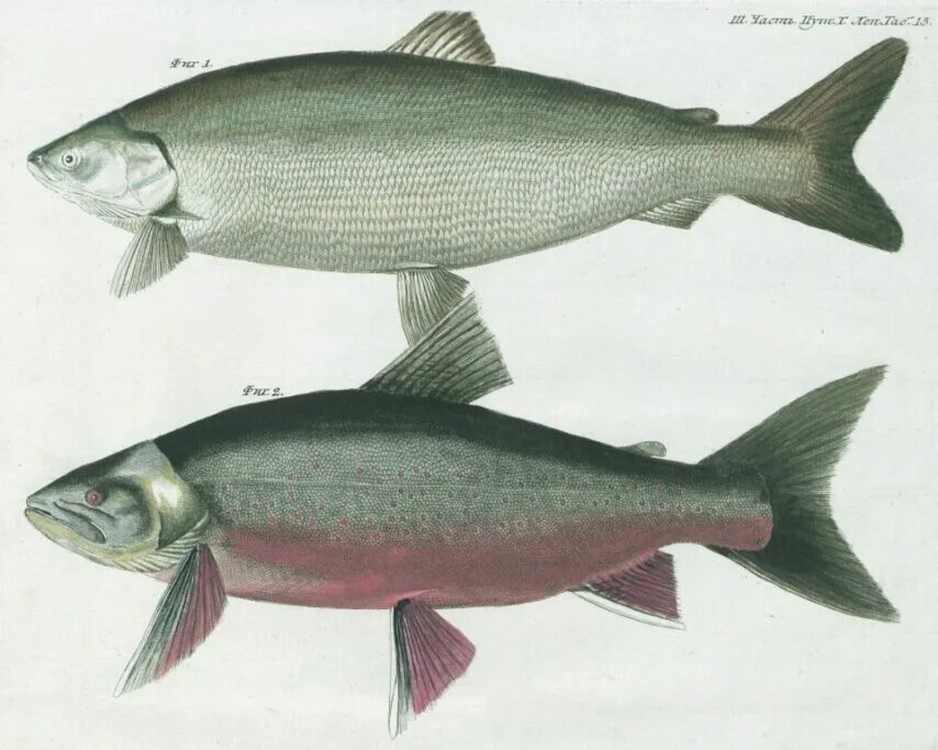 Омуль рыба вяленая. Омуль 3. Омуль арктический. Омуль байкальский горячего копчения. Красноглазка рыба холодного копчения.