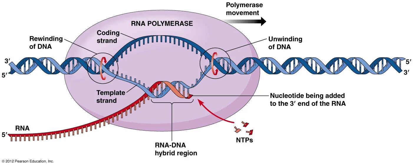 Процесс разрезания молекулы днк с помощью ферментов. Элонгация транскрипции. Элонгация и терминация транскрипции. Элонгация синтеза ДНК. ДНК-зависимая РНК-полимераза.
