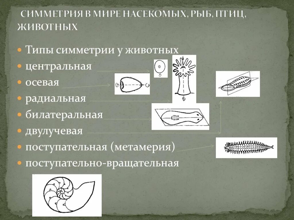 Типы симметрии. Типы симметрии животных. Тип симметрии насекомых. Тип симметрии рыбы.