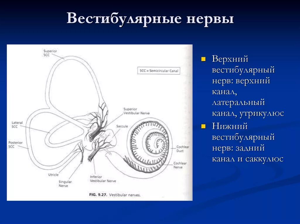 Строение вестибулярного нерва