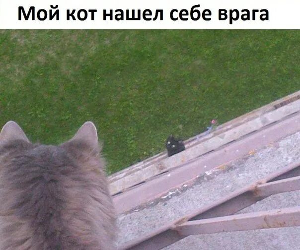 Кот ищет место. Много кошек. Много кошек. Кот с рублями. Котенок спрятался.
