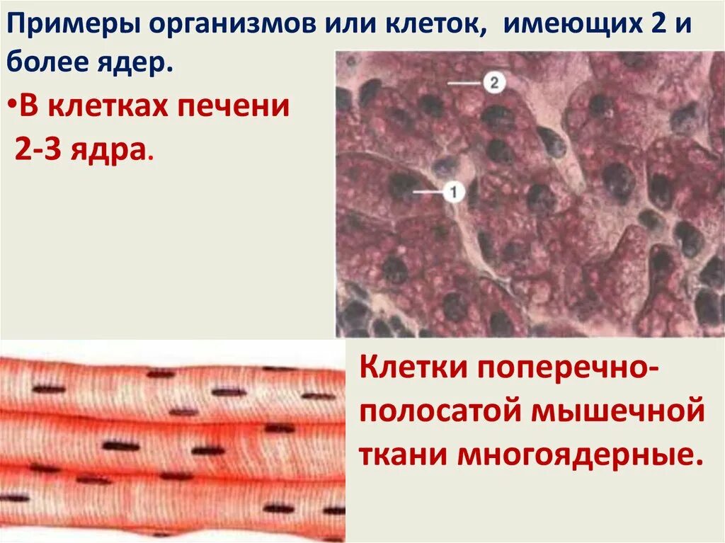 Клетки поперечно-полосатой мышечной ткани. Клетки поперечно-полосатой мышечной. Многоядерные клетки имеются в мышцах. Клетки мышечной ткани одноядерные и многоядерные. Клетки имеющие два ядра