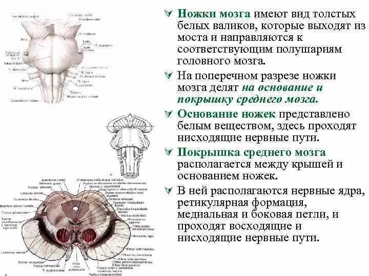 Ноги мозг голова. Ножки мозга спереди?. Ножки среднего мозга анатомия. Функции ножек среднего мозга.