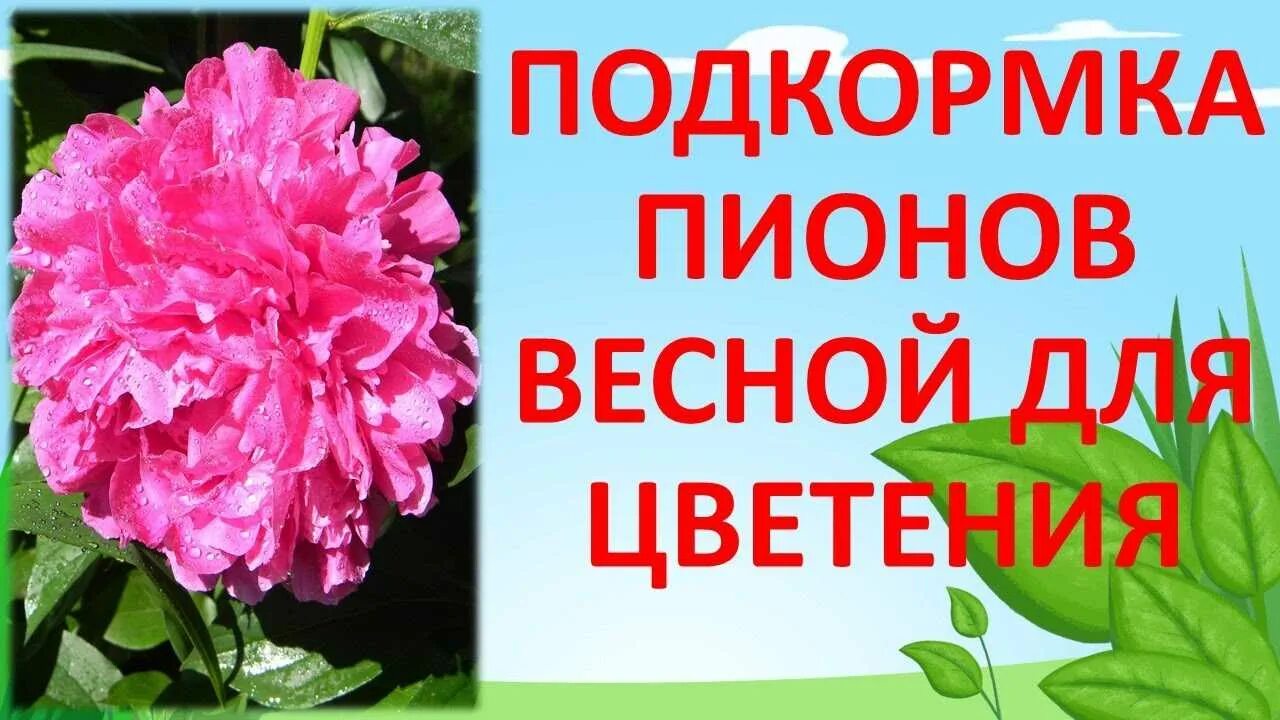 Подкормка пионов. Удобрение для пионов. Удобрение пиона. Удобрение для пионов весной.