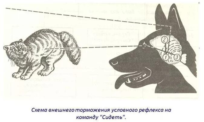 Торможение условных рефлексов схема. Пример внешнего торможения у собак. Безусловные рефлексы животных. Условное торможение у собак.