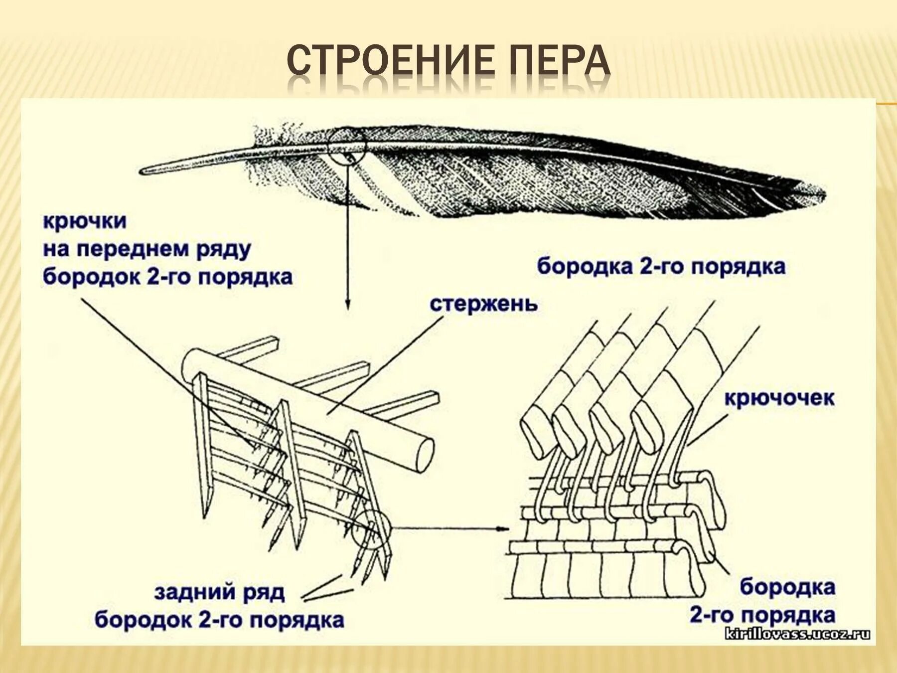 Характеристика перьев птиц. Схема строения опахало у пера. Схема строения опахала пера птицы. Контурное перо строение опахала. Строение пера птицы рисунок.