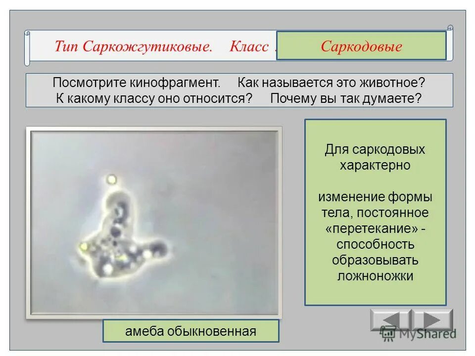 Тип Саркожгутиковые Тип инфузории. Саркодовые и Саркожгутиковые. Тип Саркожгутиковые Подтип Саркодовые. Подцарство одноклеточные Тип Саркожгутиковые. Амеба систематика