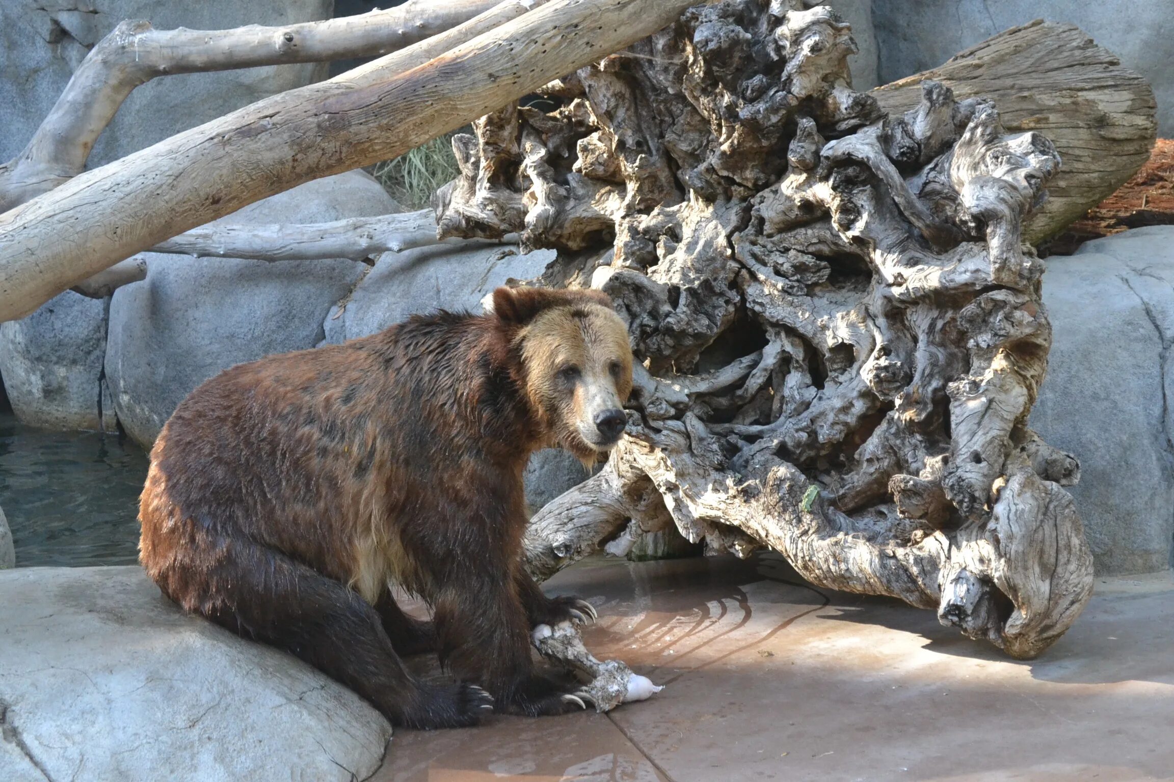 Медведь Гризли в Московском зоопарке. Бурый медведь роев ручей. Медведь Гризли в зоопарке. Медвежонок в зоопарке.
