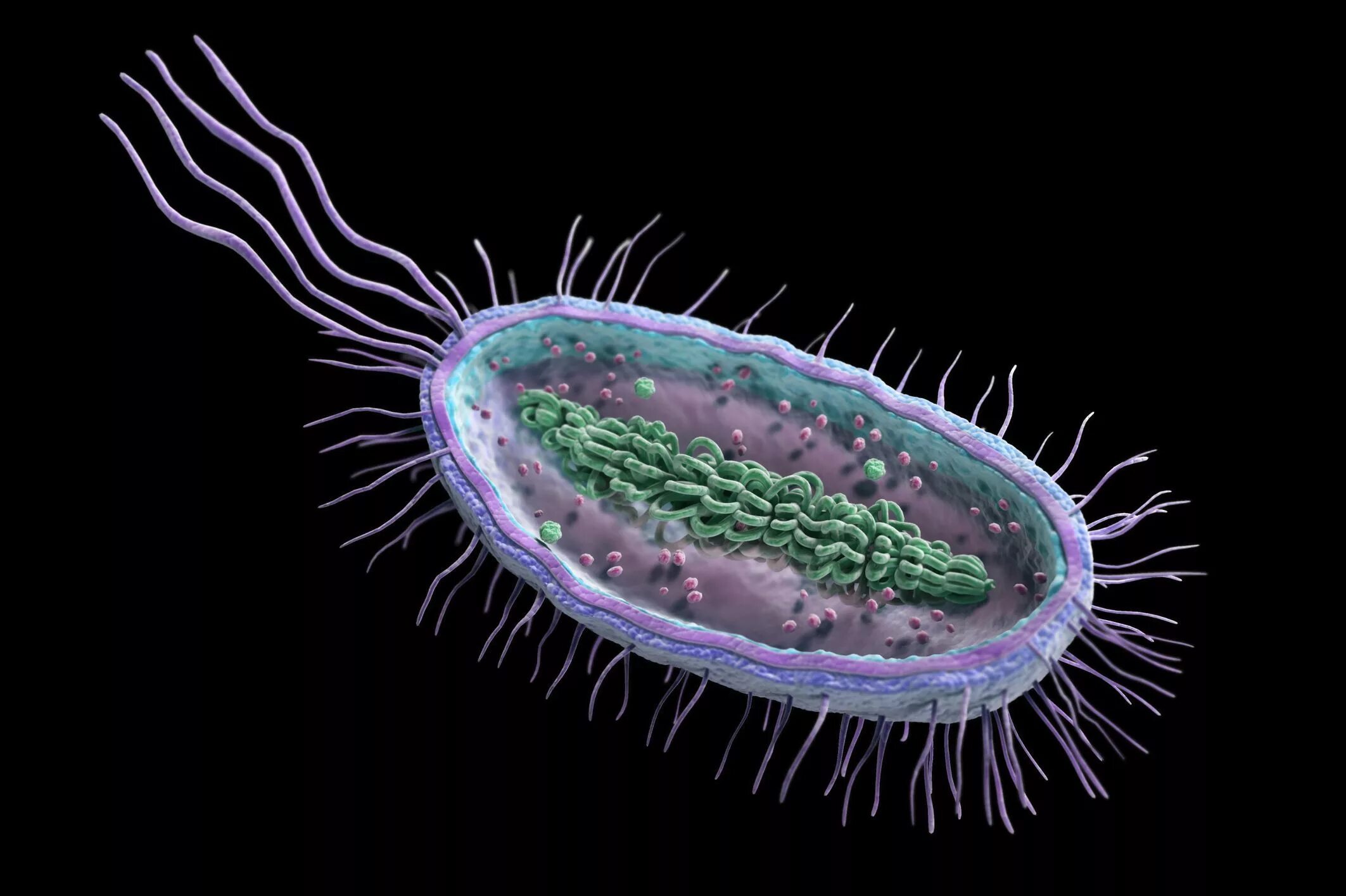 Органоид водоросли. Бактерии прокариоты. Прокариотическая клетка в микроскопе. Клетка бактерии прокариоты. Одноклеточный микроорганизм прокариоты.