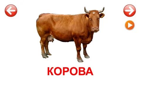 Кошка лошадь корова