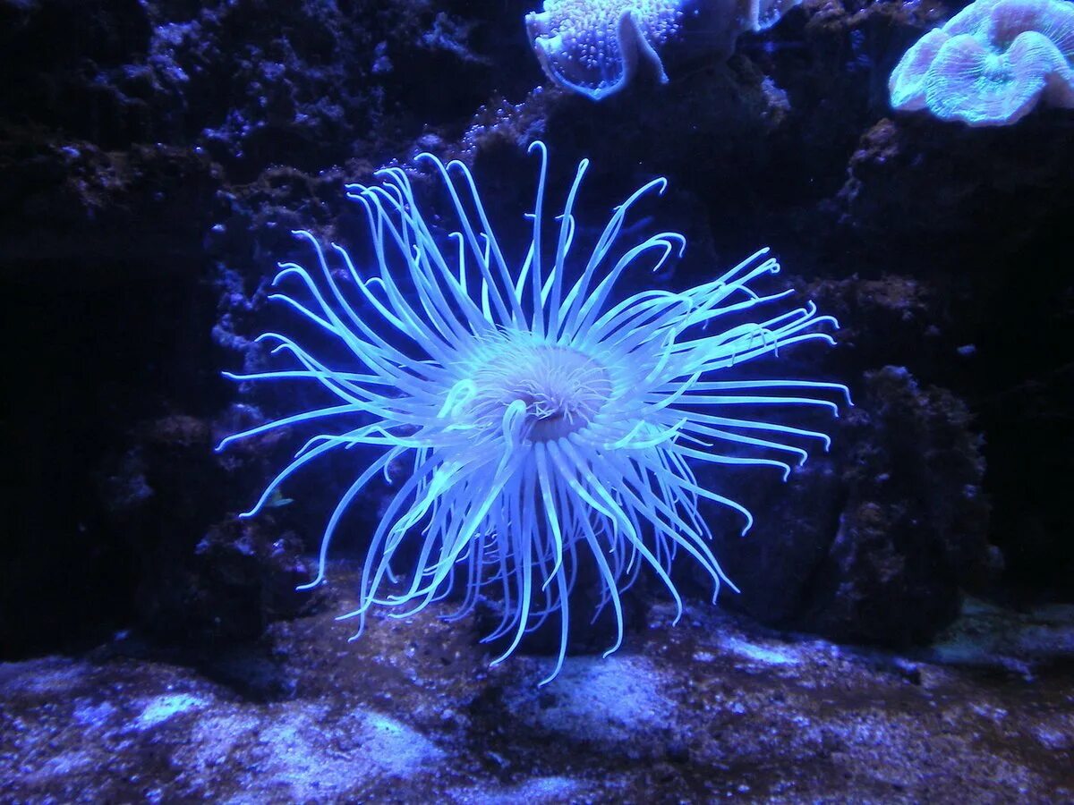 Коралловые полипы актиния. Актиния Кишечнополостные. Актинии морские анемоны. Медуза актиния.