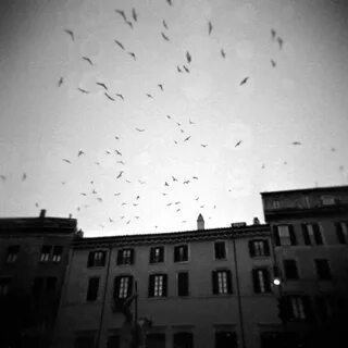 Birds flying high you know