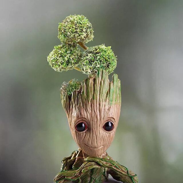 грут мох. кашпо грут малыш. цетрария грут малыш. грут мох. кашпо грут малыш с мхом.