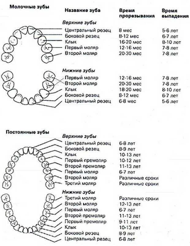 Прорезывание 8 зуба у детей. Когда прорезаются коренные зубы у детей схема. Зубы у детей сроки прорезывания коренных. Зубы у детей схема прорезывания молочных и постоянных зубов таблица. Порядок смены молочных зубов у детей на постоянные схема.