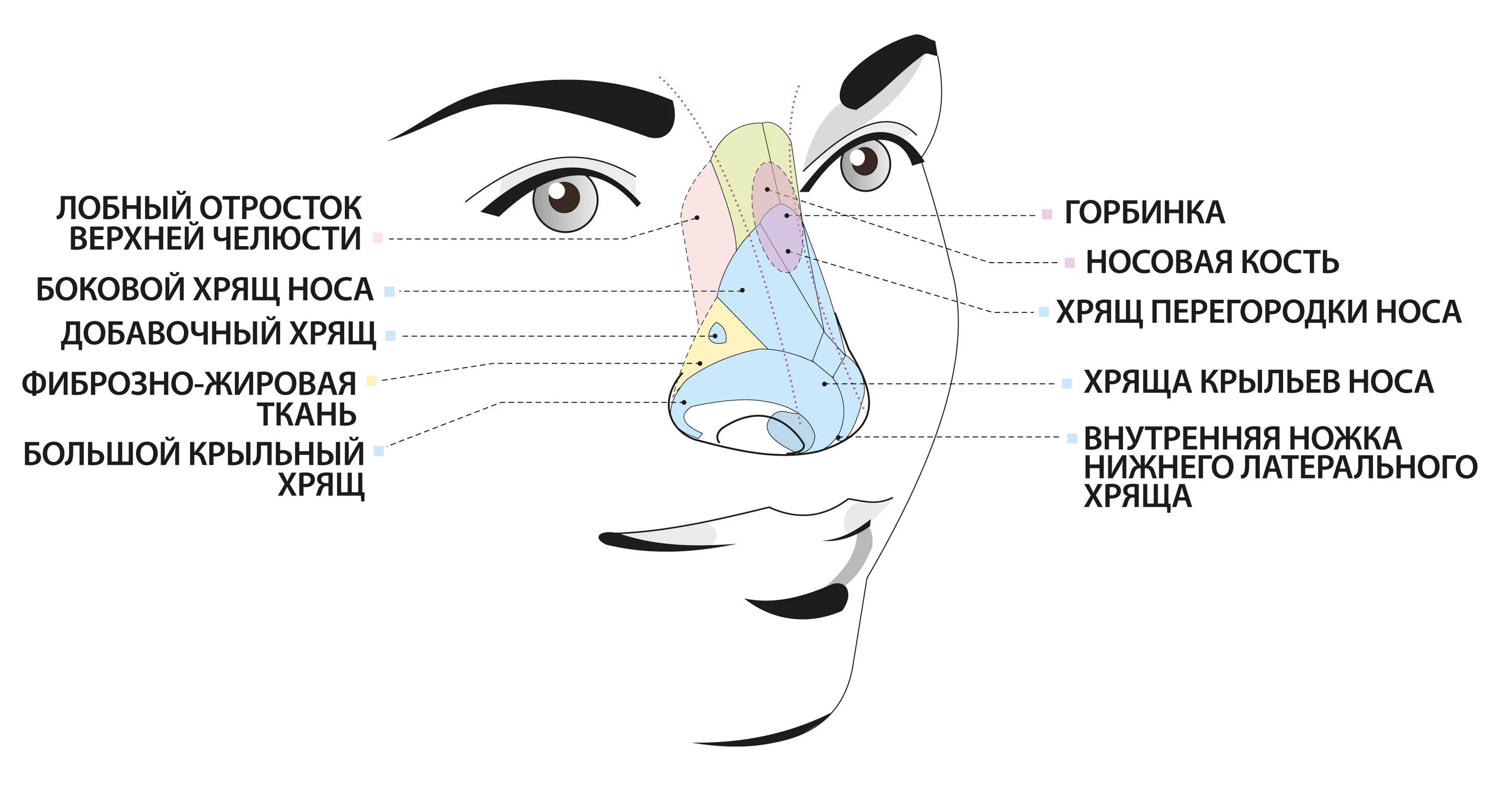 Строение наружного носа. Строение человеческого носа. Строение костей носа с хрящами. Строение хрящей носа человека схема. Строение носа (схема 4 класс).