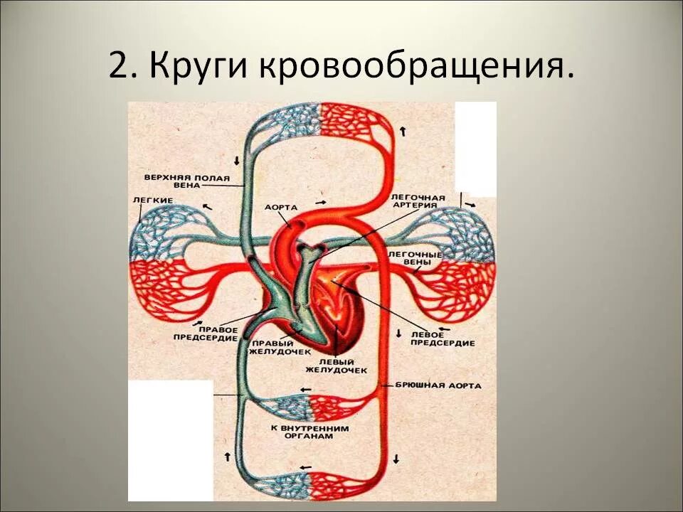 Направление движения крови вен. Большой и малый круги кровообращения у человека анатомия. Малый круг кровообращения анатомия человека. Малый и большой круг кровообращения человека схема анатомия. Схема малого круга кровообращения.