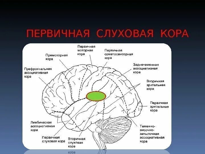 Первичные зоны мозга. Первичная слуховая область коры больших полушарий:. Слуховая зона коры функции. Первичные зоны височной коры и элементарные функции слуха.