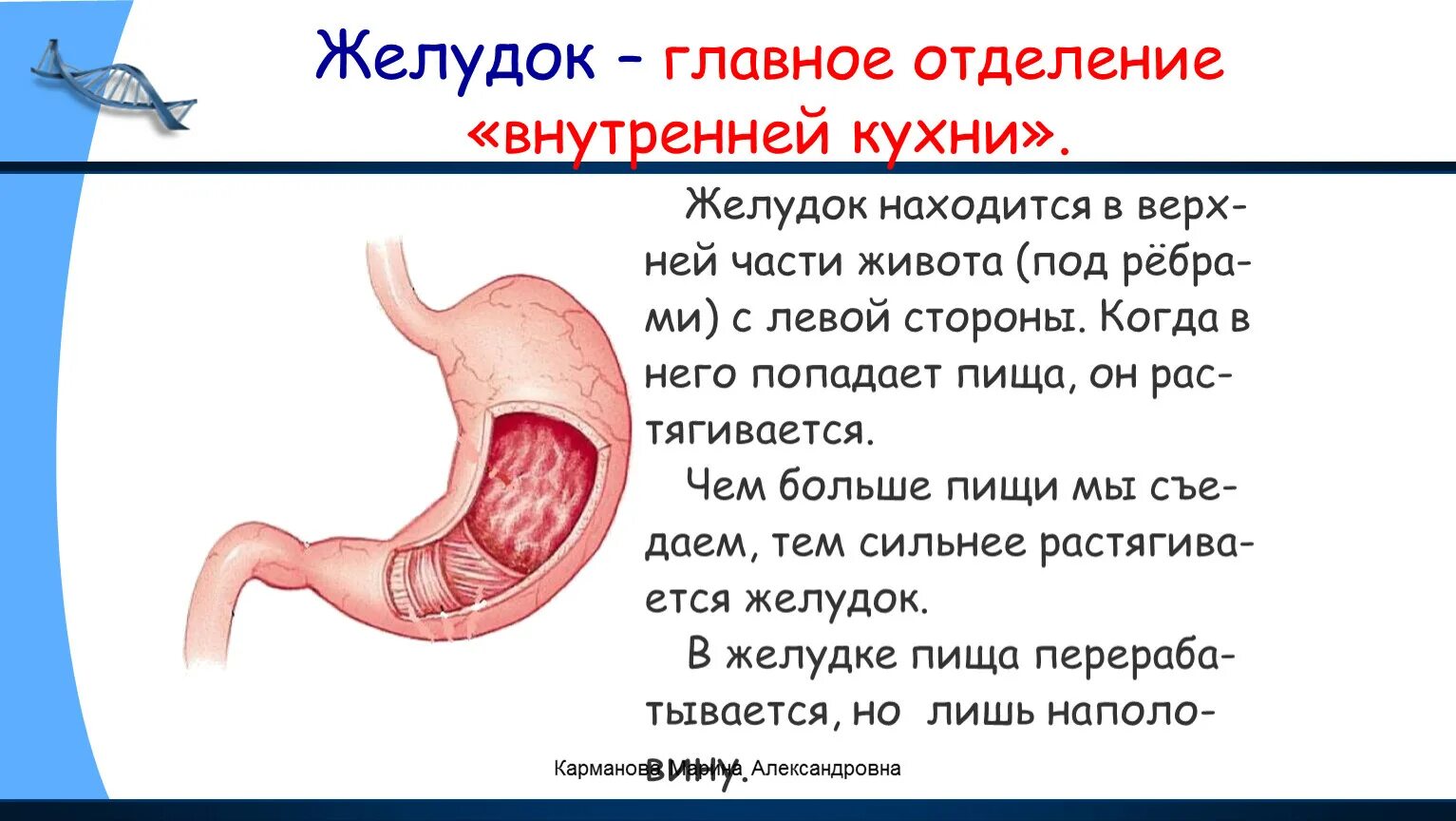 Внутренняя часть живота. Главное отделение внутренней кухни человека 2 класс окружающий мир. Как пища попадает в желудок. Желудок 2 класс окружающий мир.