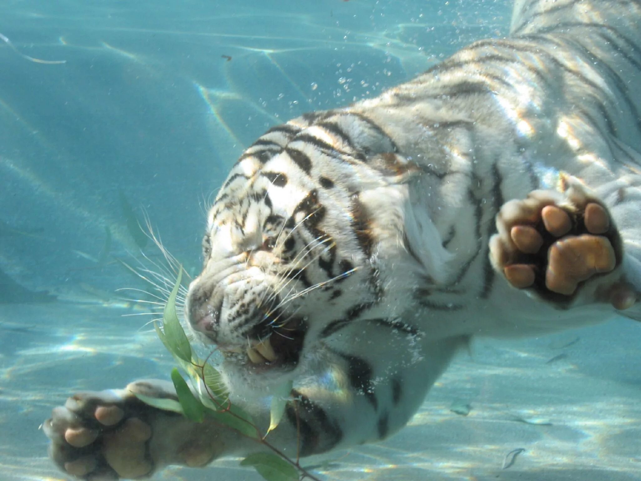 3 д звери. Бенгальский тигр альбинос. Морской тигр. Тигр в воде. Животные под водой.
