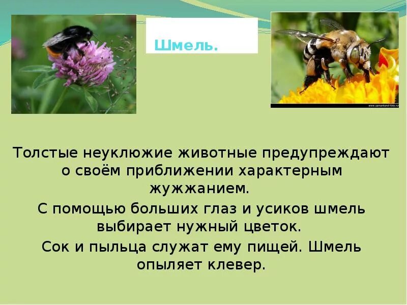 Описание шмеля 2 класс. Сообщение о шмелях. Рассказ о Шмеле. Шмель описание.