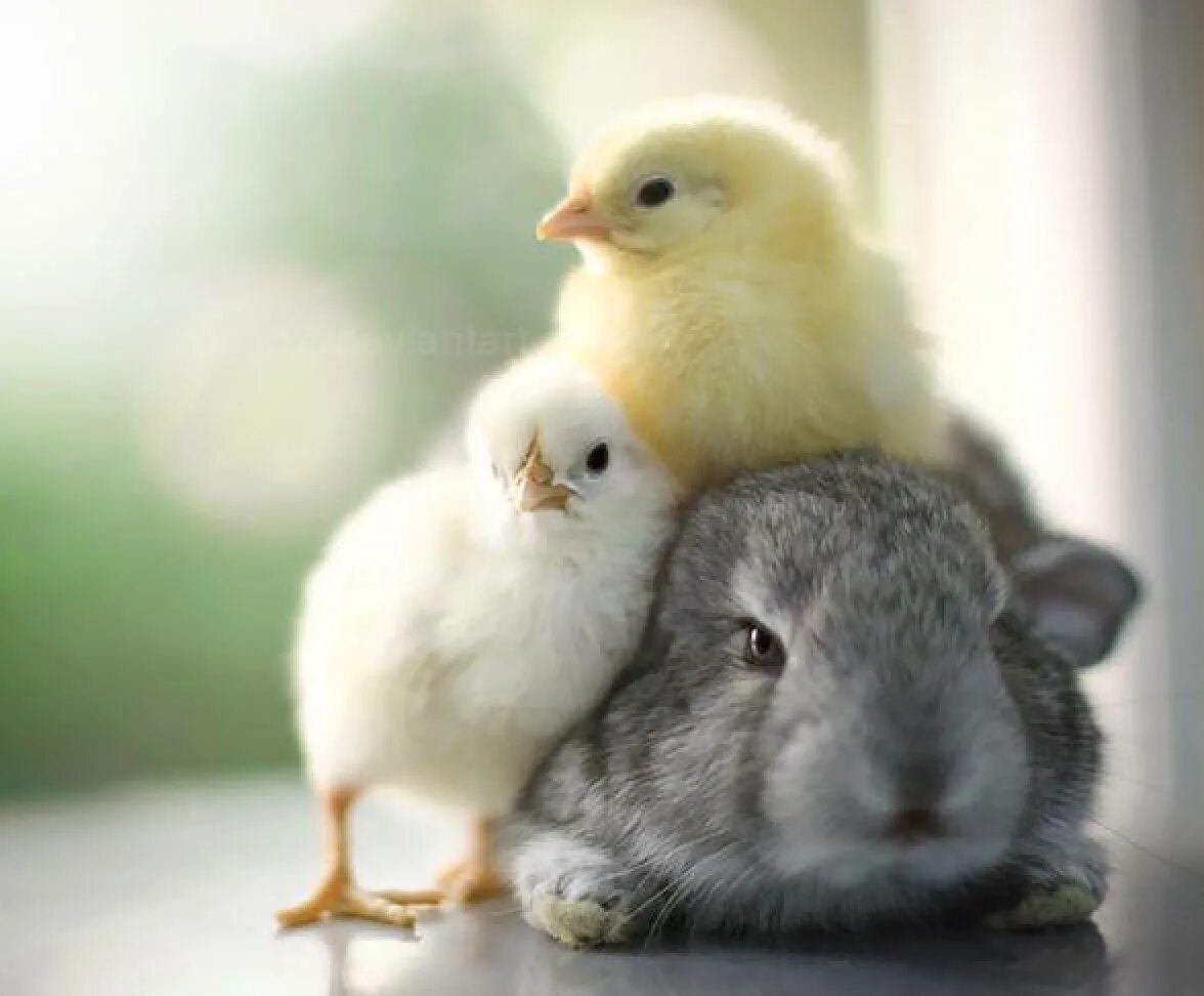 2 chicks. Милые животные. Милые домашние животные. Милые цыплята. Кролик и цыпленок.