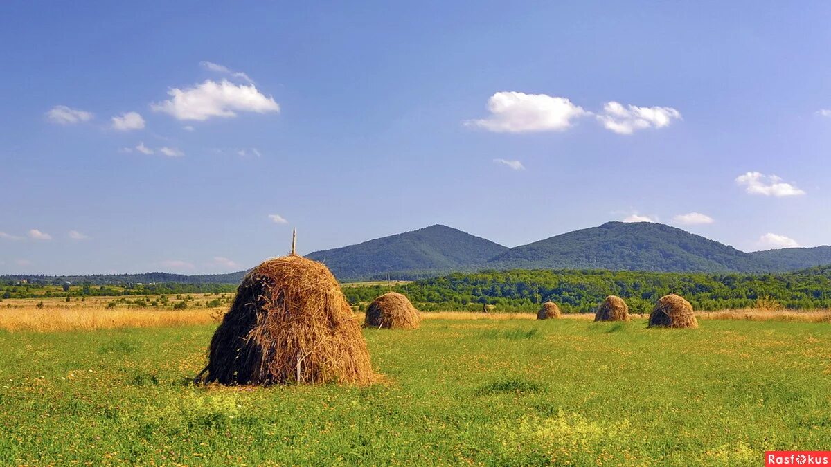 Сено ростовской области. Скирда сноп. Сенокос Скирда. Сенокос Скирда СССР. Калязин. Скирда. Стог..