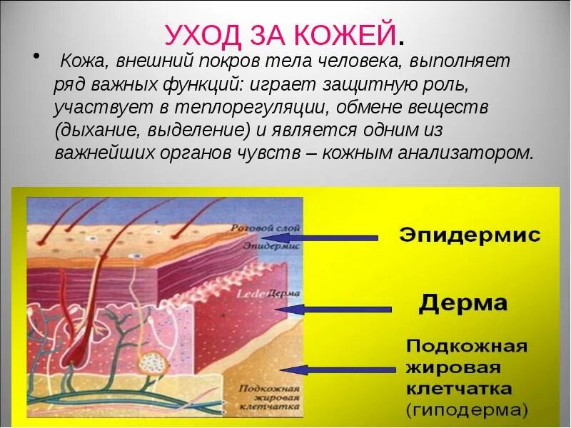 Наружные покровы тела человека. Внешние покровы человека тело. Покров кожи человека. Строение кожного Покрова. Кожа внешний вид