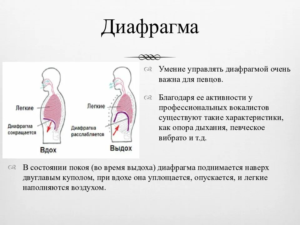 Диафрагма человека при вдохе. Диафрагмальное дыхание. Диафрагмальный Тип дыхания. Правильное дыхание в пении. Звук в легких при дыхании